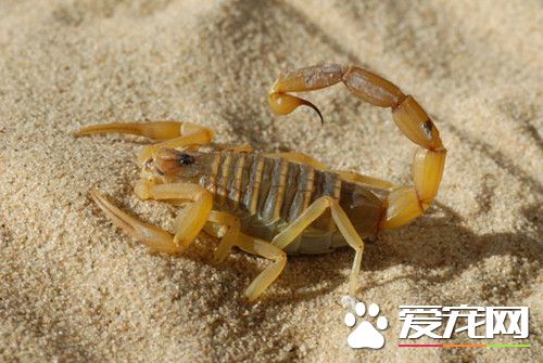 养蝎子注意事项 饲养蝎子的九个注意事项