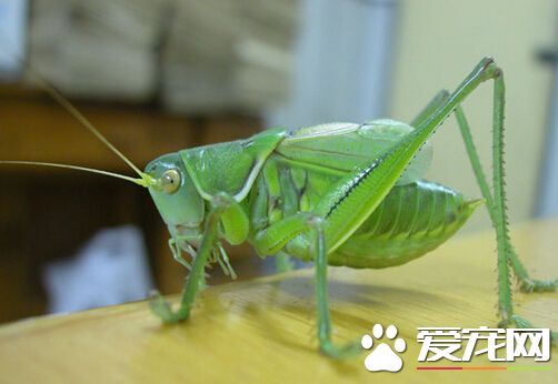 蝈蝈的生活环境 喜栖息于田野或庄稼地