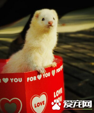 宠物貂粘人吗 带大家了解宠物貂的性格