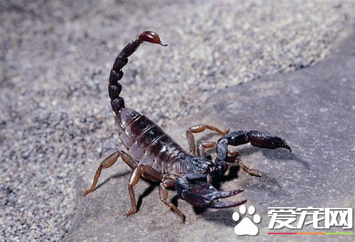 宠物蝎子怎么养 最正确的蝎子饲养方法