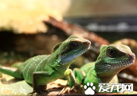 养蜥蜴注意事项 需要小心谨慎防止被咬伤