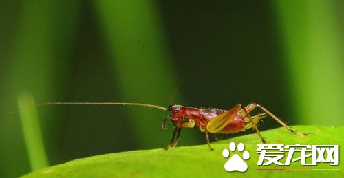 蟋蟀最爱吃什么 最好喂高蛋白的东西
