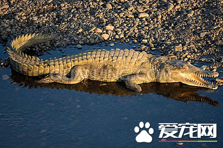 哪里有卖宠物鳄鱼 花鸟市场宠物店网上都可购买