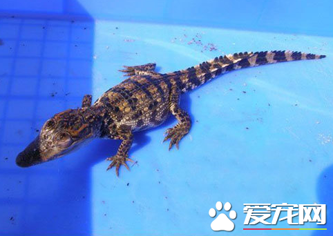 鳄鱼好养么 比较好养但对空间温度要求较高
