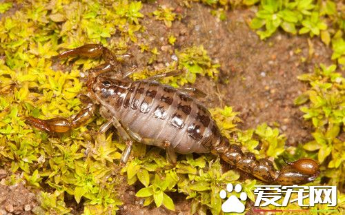 宠物蝎子饲养方法 饲养蝎子需要注意事项