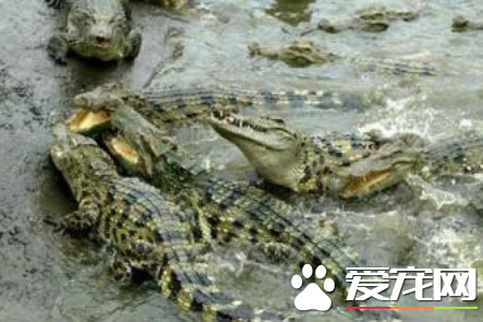 鳄鱼是鱼吗 鳄鱼不是鱼是一种爬行动物