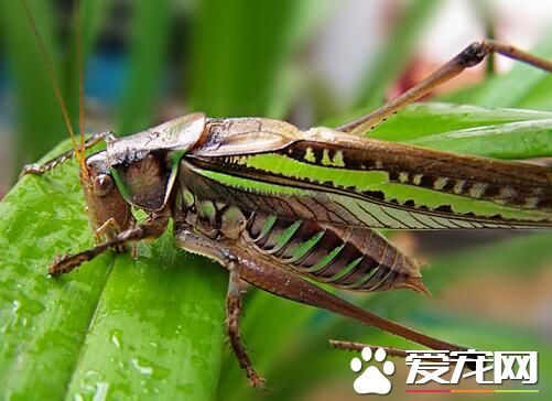 如何喂养蝈蝈 首先需要学会挑选蝈蝈