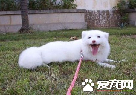 怎么养宠物狐狸 宠物狐狸饲养注意事项