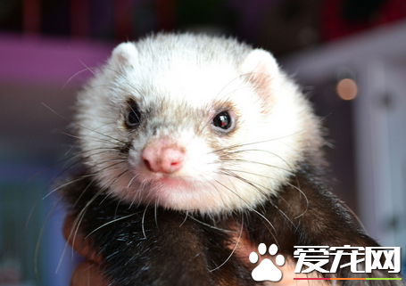 宠物貂有异味吗 除臭腺手术和去势手术除异味