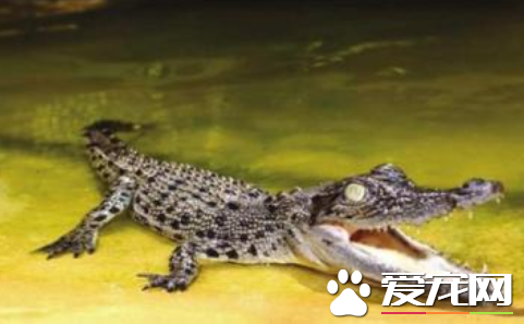 宠物鳄鱼多少钱 30-40厘米长要300-800元不等