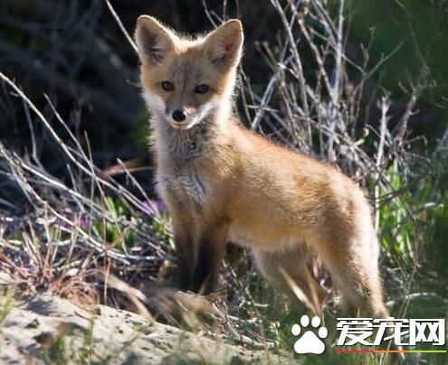 狐狸最喜欢吃什么 狐狸还是以食肉性为主