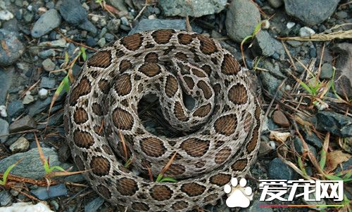 宠物蛇喂什么 教你如何饲养和喂食宠物蛇