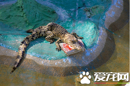 鳄鱼可以养吗 鳄鱼饲养者几乎都是无证豢养