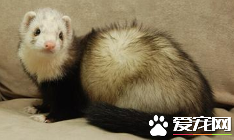 宠物貂可以吃什么 可以选择吃宠物营养品