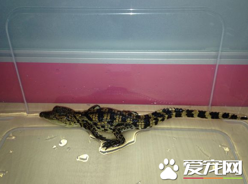 宠物鳄鱼吃什么 宠物鳄鱼是肉食动物且食量大