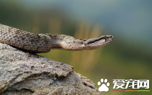 宠物蛇都有哪些 常见饲养宠物蛇的品种