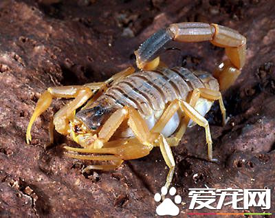 宠物蝎子饲养 宠物蝎子需要注意湿温度
