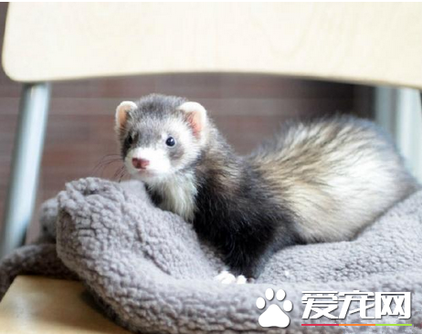 宠物貂的常见疾病 详解常见疾病及防治方法