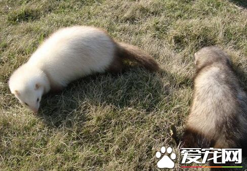 宠物貂怕热吗 宠物貂很害怕炎热的环境