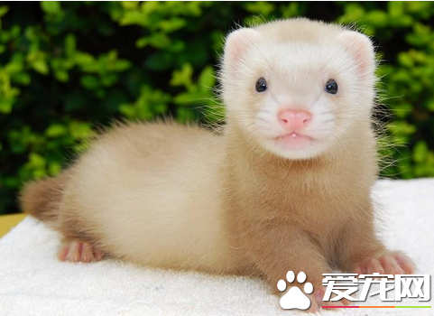 宠物貂咬人么 找出宠物貂咬人的原因