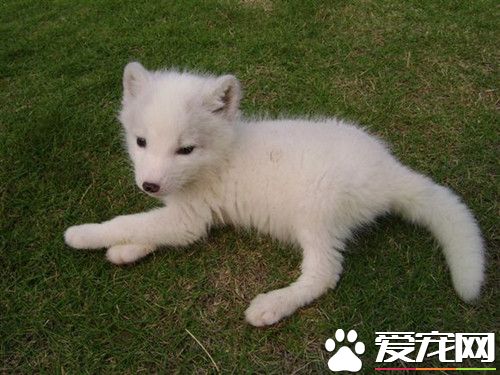 怎样养好狐狸 饲养宠物狐狸注意的地方