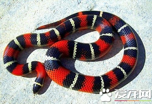 什么蛇适合当宠物 适合家庭饲养的宠物蛇