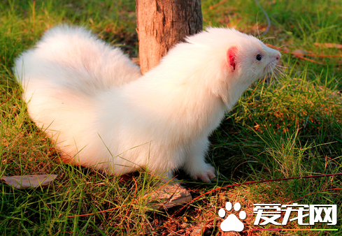 被宠物貂咬了怎么办 要用水冲一下把血挤出来