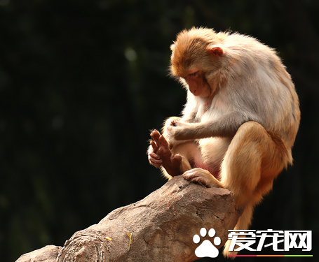 猴子一只多少钱 品种不同价格在1000-30000元