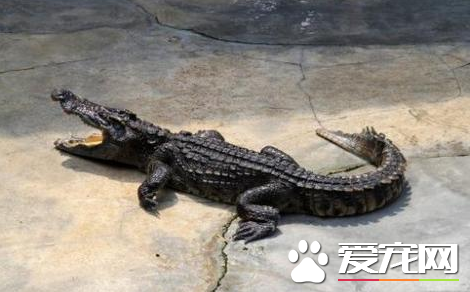 鳄鱼怎么养 幼体鳄对于水质要求比较高