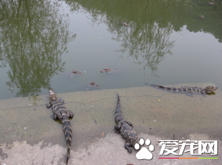 鳄鱼是怎么交配的 鳄鱼不用征得对方同意