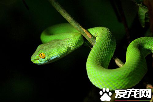 养宠物蛇的方法 宠物蛇基本的饲养方法