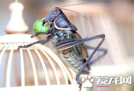 冬天如何养蝈蝈 需阳光但不能被太阳直晒