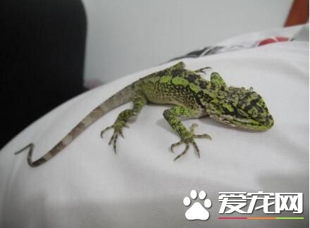 蜥蜴如何饲养 建议是用木质的宠物箱为宜