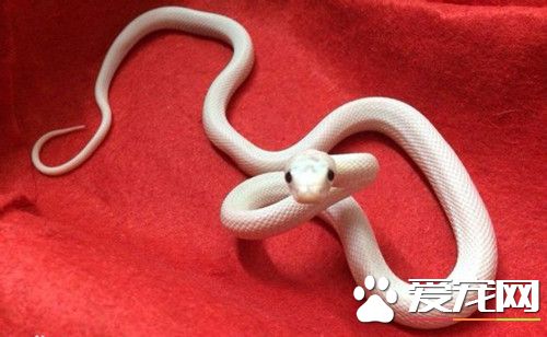 宠物蛇的种类 了解一些常见的宠物蛇种类