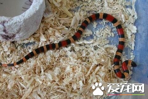 最美的宠物蛇 最美丽可以饲养的六种宠物蛇