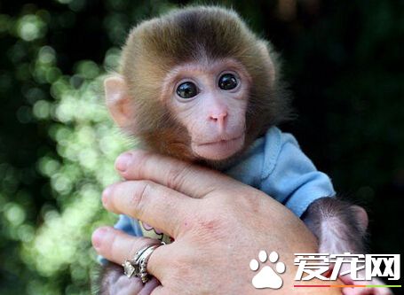 猴子好养吗 相对来说还是比较不容易的
