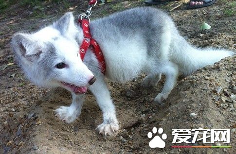 狐狸的生活习性 狐的生活环境是多种多样的