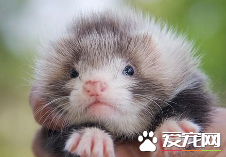 宠物貂如何养 注意4方面轻松养好宠物貂