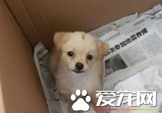 怎么在箱子内训练狗狗大小便？