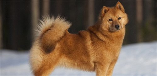 芬兰猎犬