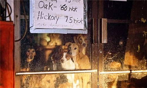 面对21只狗狗同时撕家 房东直接哭晕在厕所