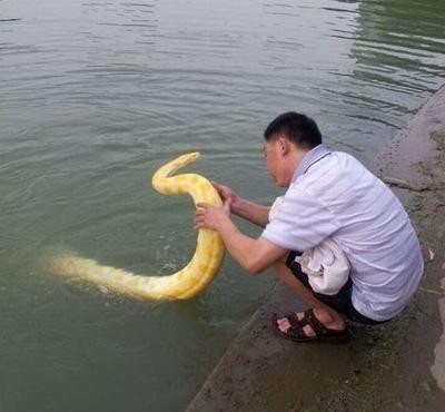 溜‘黄金蟒蛇’到湖中游泳 路人都夸蟒蛇很温顺