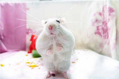 呜呜呜，我不是故意的，竟然让我罚站，哼，讨厌！