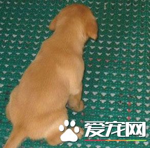 怎么训练狗狗在室内上厕所呢？