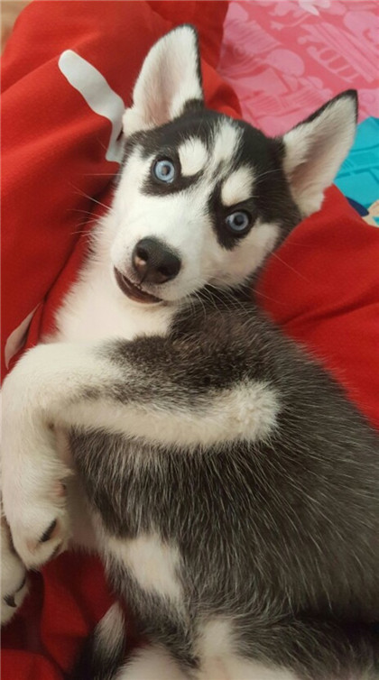 发呆中的哈士奇