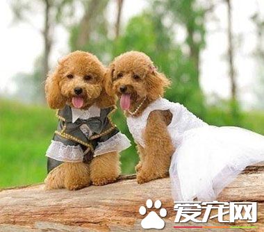 如何让狗狗摆好姿势照相呢？