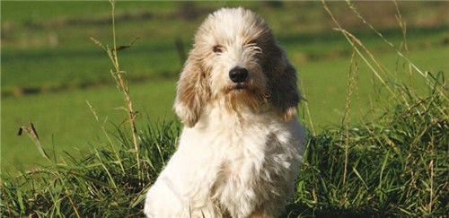 迷你贝吉格里芬凡丁犬