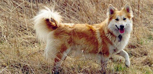 冰岛牧羊犬
