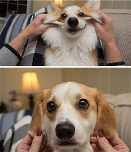 论耳朵的重要性，少了耳朵之后，感觉一个新物种已经诞生