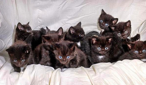 女子散步时听到异常的响声 查看后发现凄凉一幕